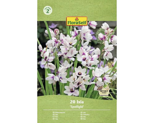 Blumenzwiebel Klebschwertel FloraSelf ' Spotlight ' 20 Stück Verpackung mit 20 Ixia Spotlight Blumenzwiebeln der Marke FloraSelf