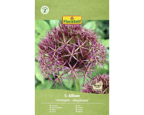 Zierlauch Allium 'christophii - albopilosum' Packung