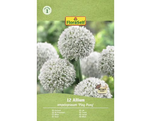 Blumenzwiebel Zierlauch FloraSelf ' Ping Pong ' 12 Stück Verpackung mit 12 Allium ampeloprasum 'Ping Pong' Zierlauch Blumenzwiebeln von FloraSelf