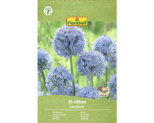 Blumenzwiebel Zierlauch FloraSelf ' Caeruleum ' 15 Stück Packung Zierlauch Allium caeruleum, geeignet für Schmetterlinge, von FloraSelf