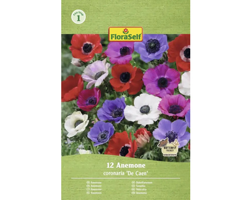 Blumenzwiebel Anemone FloraSelf ' The Caen ' 12 Stück FloraSelf Anemone coronaria De Caen, 12 Stück, Schmetterlingsfreundlich