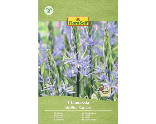 Blumenzwiebel Lilie FloraSelf ' Camassia Leichtlinii ' 1 Stück Verpackung einer einzelnen Camassia leichtlinii 'Caerulea' Prärielilie der Marke FloraSelf