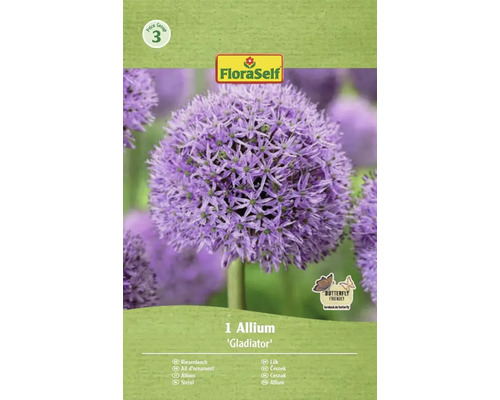 Zierlauch Gladiator Blumenzwiebel