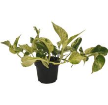 Efeutute in einem Topf