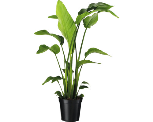 Strelitzie im schwarzen Pflanztopf