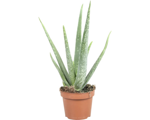 Aloe Vera Pflanze im Topf