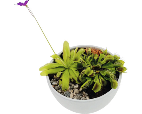 Fleischfressende Pflanzen Mix in Schale Ø 16 cm FloraSelf Fleischfressende Pflanzen in einem Topf mit Venusfliegenfalle und Sonnentau