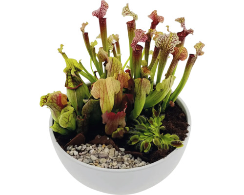Fleischfressende Pflanzen in einem weißen Pflanzgefäß