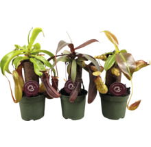 Drei Kannenpflanzen in Töpfen