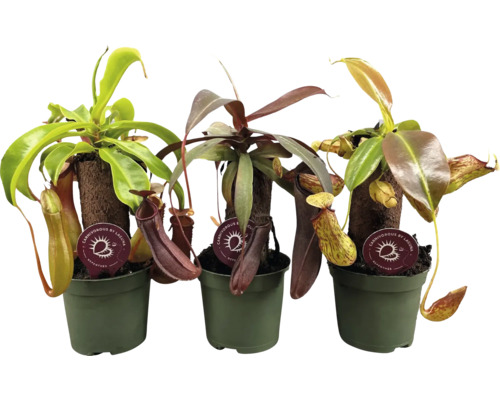 Drei Kannenpflanzen in Töpfen