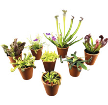 Verschiedene fleischfressende Pflanzen in Töpfen.