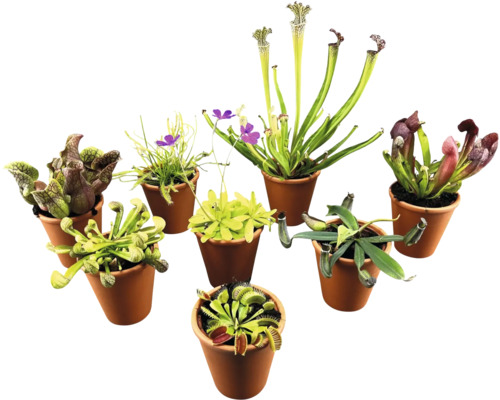 Fleischfressende Pflanzen Mix im Keramik Terra Ø 9 cm FloraSelf Verschiedene fleischfressende Pflanzen in Töpfen.