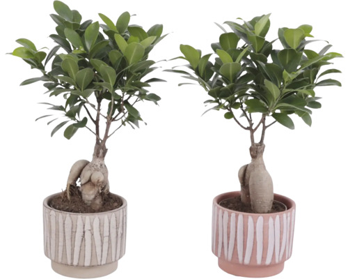 Zwei Ficus Ginseng Pflanzen in Töpfen mit Streifenmuster