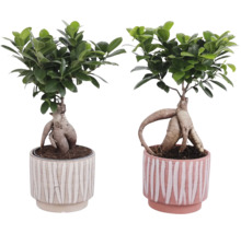 Zwei Bonsai-Feigen in Töpfen