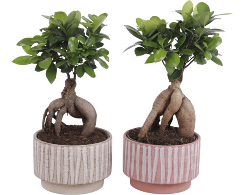 Zwei Ficus Ginseng Bonsai Pflanzen in dekorativen Töpfen