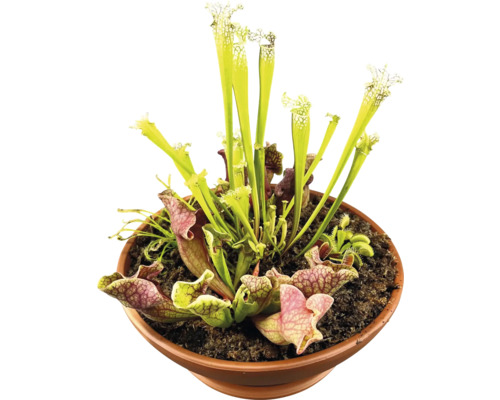 Fleischfressende Pflanzen im Topf