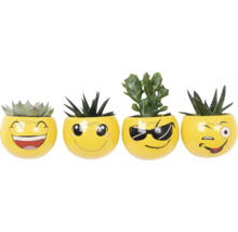 Vier Sukkulenten in gelben Übertöpfen mit Emoji-Gesichtern