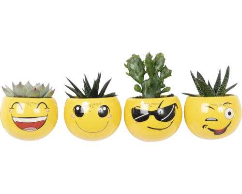 Mini Sukkulenten Magnettopf Gesicht Emoji FloraSelf Ø 6 cm Topf Vier Sukkulenten in gelben Übertöpfen mit Emoji-Gesichtern