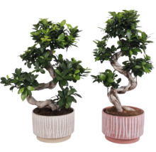 Zwei Bonsai-Bäume in dekorativen Töpfen
