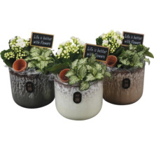 Drei bepflanzte Töpfe mit der Aufschrift „Das Leben ist besser mit Blumen“