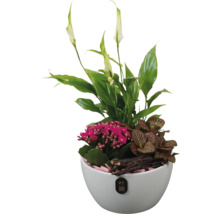 Arrangement aus Einblatt, Flammendem Käthchen und Mosaikpflanze in weißem Topf