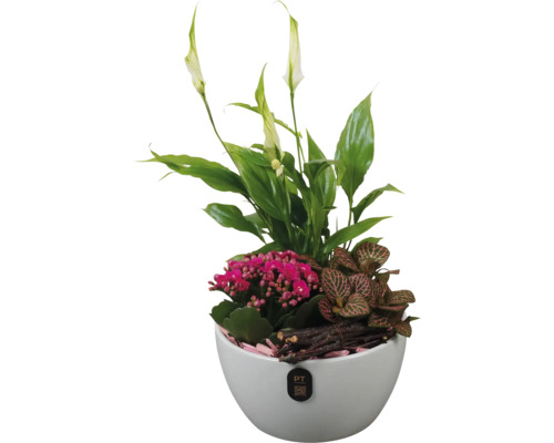 Arrangement aus Einblatt, Flammendem Käthchen und Mosaikpflanze in weißem Topf