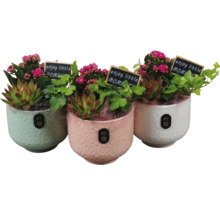 Drei dekorative Blumentöpfe mit Sukkulenten und kleinen Tafeln mit der Aufschrift 'enjoy little moment'.