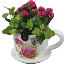 Kalanchoe in einer Tasse mit Untertasse