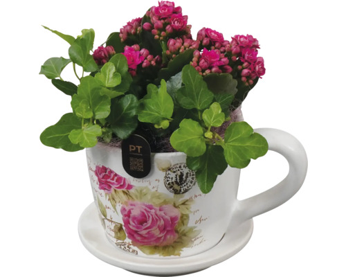 Arrangement Kaffeetasse pink FloraSelf Ø 13 cm mit Kalanchoe und Efeu Kalanchoe in einer Tasse mit Untertasse
