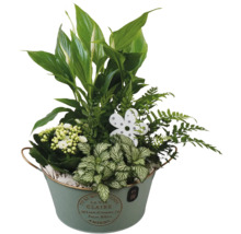 Blumenarrangement mit Friedenslilie, Farn und Kalanchoe in einem Zinkeimer
