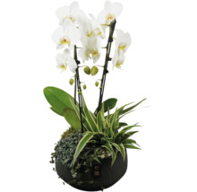 Orchidee in einem Topf mit grünen Pflanzen