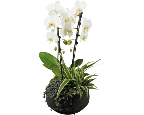 Orchidee in einem Topf mit grünen Pflanzen