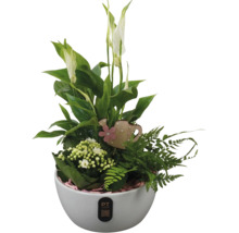 Blumenarrangement mit Einblatt, Zimmerpflanzen und Dekoration in weißem Topf