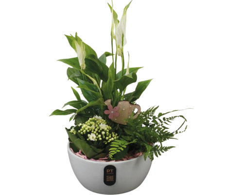 Blumenarrangement mit Einblatt, Zimmerpflanzen und Dekoration in weißem Topf