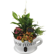 Blumenarrangement in Tasse mit Aufschrift 'Life is better with Flowers'
