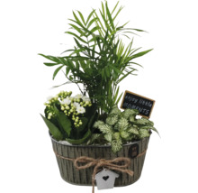 Pflanzenarrangement mit Zimmerpalme, Kalanchoe und Mosaikpflanze in Zinktopf mit Dekoration