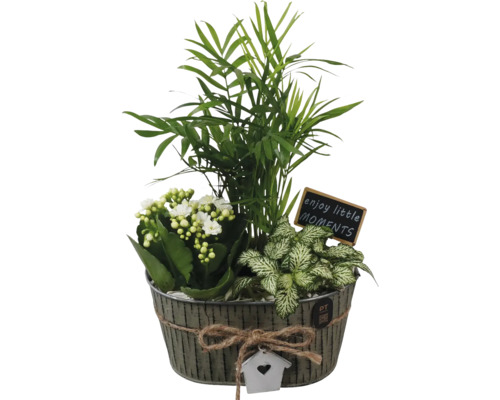Pflanzenarrangement mit Zimmerpalme, Kalanchoe und Mosaikpflanze in Zinktopf mit Dekoration