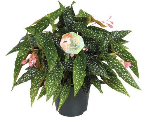 Begonie Maculata im Topf mit gepunkteten Blättern und kleinen Blüten