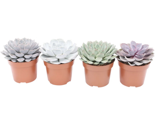 Echeverien Mix FloraSelf Echeveria Ø 12 cm Topf zufällige Sortenauswahl Vier Sukkulenten in Töpfen