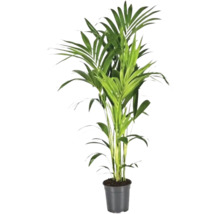 Zimmerpflanze Areca Palme im Topf
