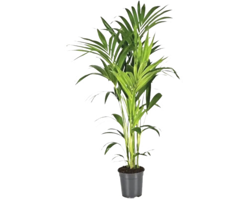 Zimmerpflanze Areca Palme im Topf