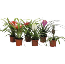 Mehrere Bromelien in Töpfen mit verschiedenfarbigen Blütenständen und einer Ananaspflanze