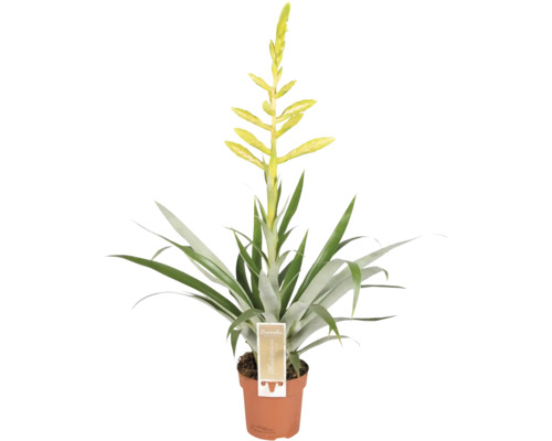 Tillandsie Bromelie FloraSelf Tillandsia oerstediana Ø 12 cm Topf Bromelie Zimmerpflanze im Topf mit Blüte