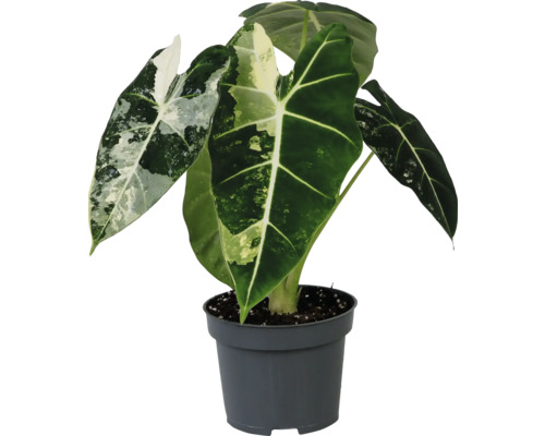 Alocasia Zimmerpflanze in einem Topf