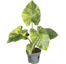 Alocasia Zimmerpflanze im Topf mit recyceltem Kunststoff