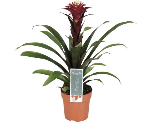 Bromelie FloraSelf Guzmania x Hybride 'Francesca' H 40-50 cm Ø 12 cm Topf Bromelie Zimmerpflanze im Topf mit roter Blüte