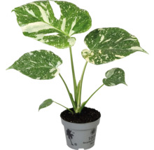 Monstera Zimmerpflanze im Topf