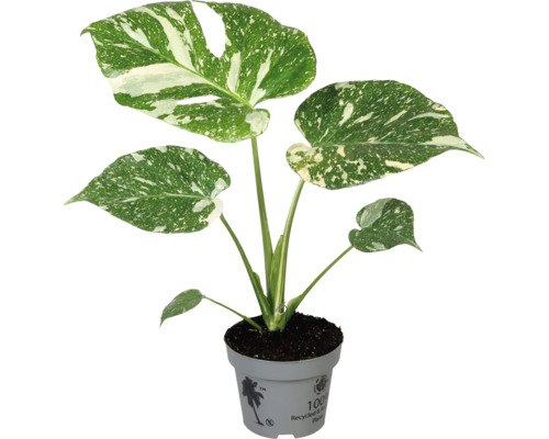 Monstera Zimmerpflanze im Topf