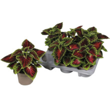 Coleus-Pflanzen in Töpfen und einer Halterung