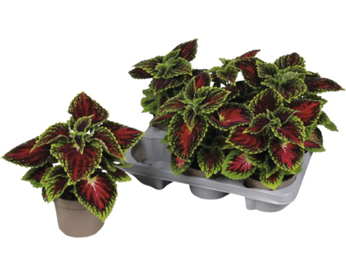 Coleus-Pflanzen in Töpfen und einer Halterung